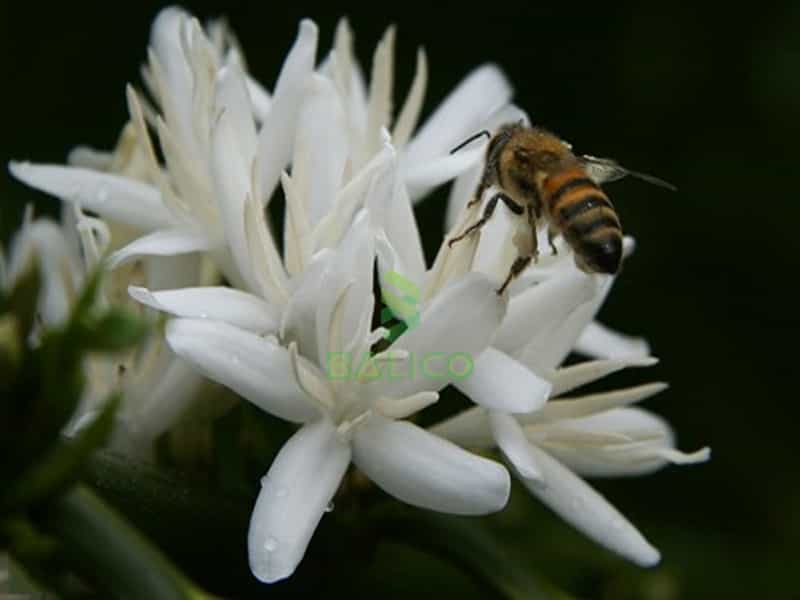 mật ong đak lak