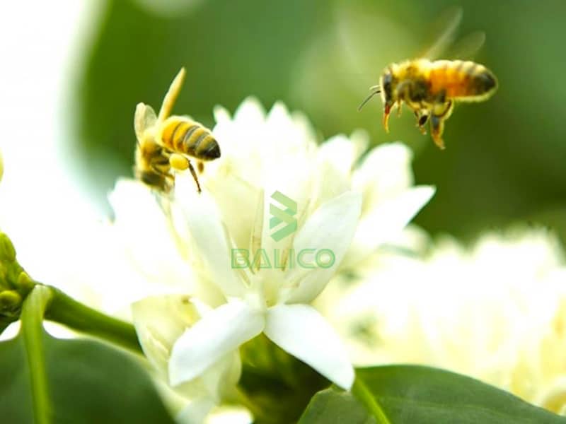 nuôi ong mật trong vườn cà phê