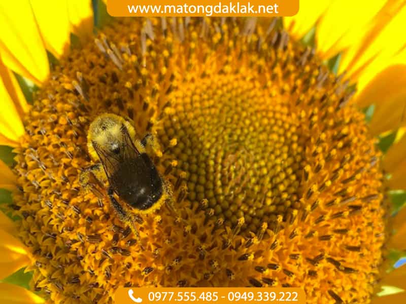 Phấn hoa mật ong chất lượng