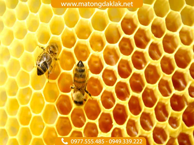 Phấn hoa mật ong Đắk Lắk