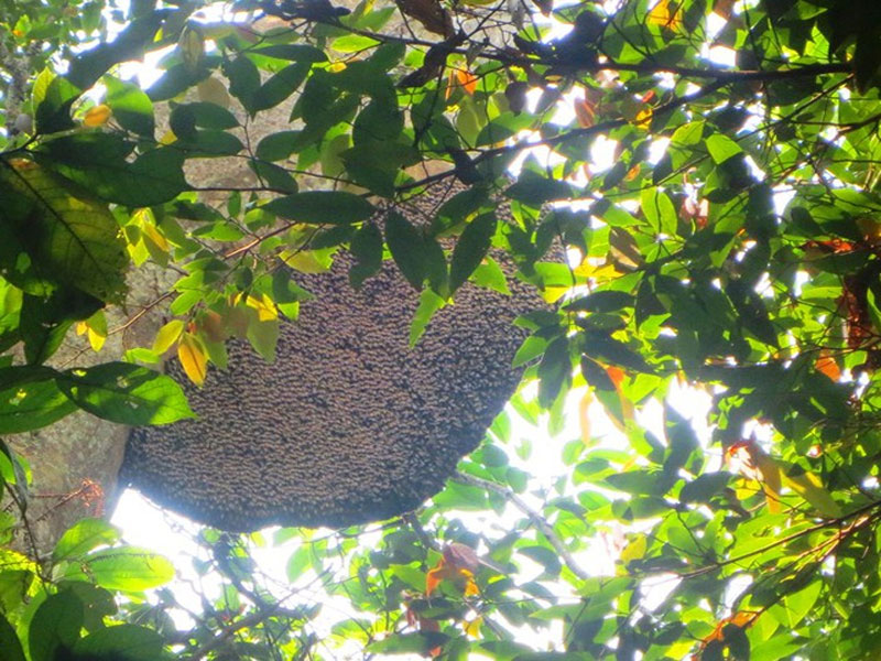 Tổ ong khoái rừng
