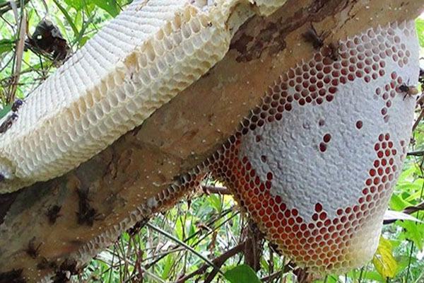 Mật ong bị kiến bu có phải mật ong pha đường hay không?