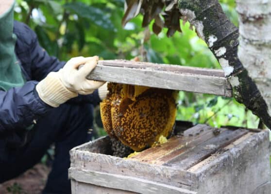 Cách giữ ấm và bảo vệ tổ ong trong mùa đông
