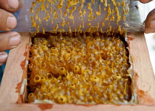 Cách lấy mật ong dú