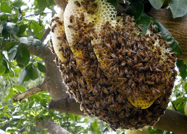 Cách bắt ong ruồi về nuôi