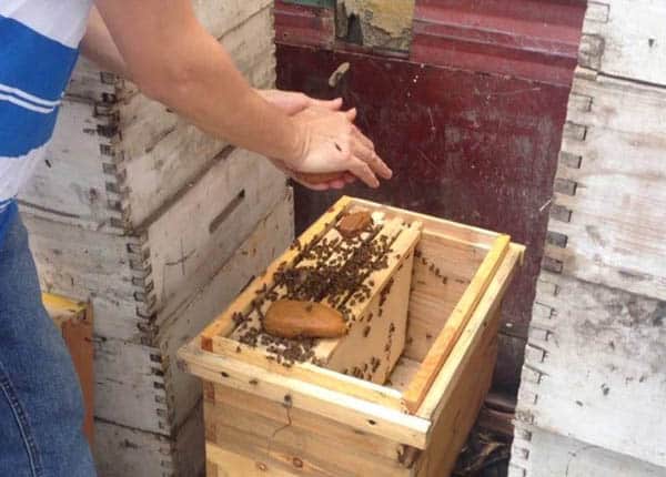 Kiểm tra lượng thức ăn dự trữ trong mùa đông của bầy ong
