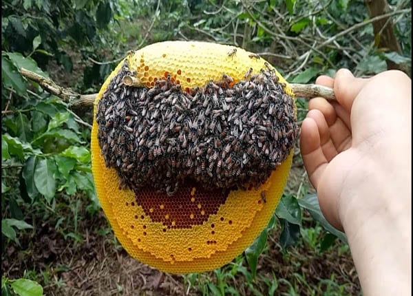 Cách bắt các loại ong mật về nuôi