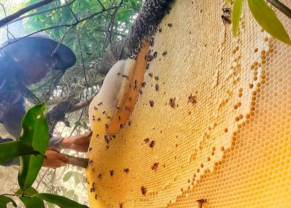 Cách chăm sóc ong mật vào mùa đông